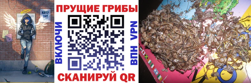 Купить где  Ленинск  Псилоцибиновые грибы Psilocybe 